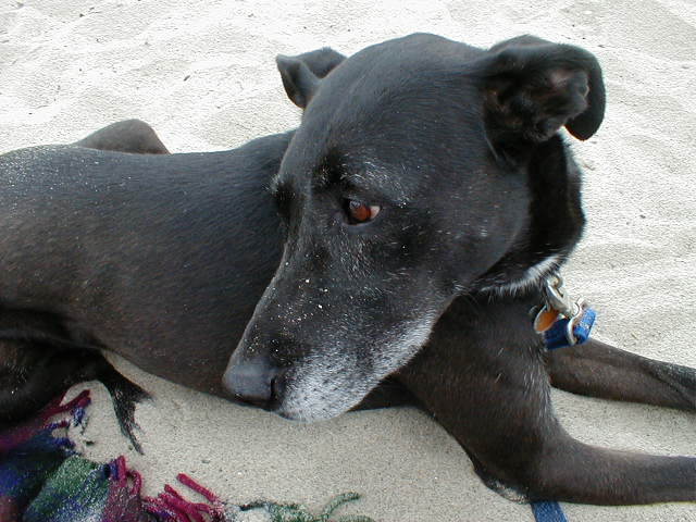 Kona chillin at Ventura beach