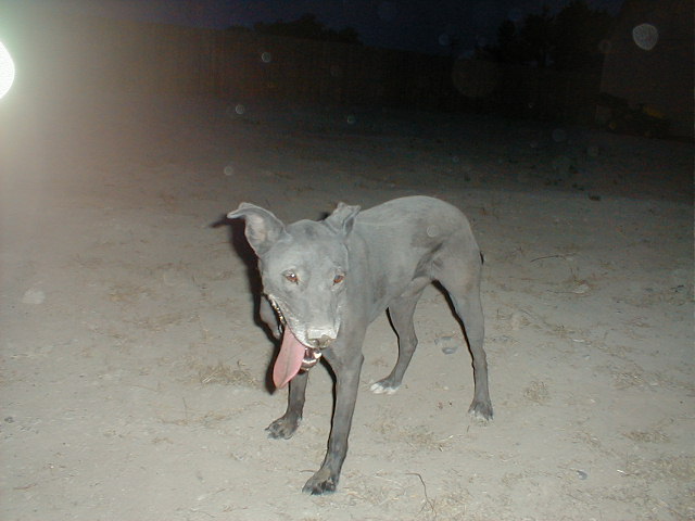 The Beast!
