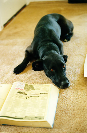 Let me see..  IAMS take-out...