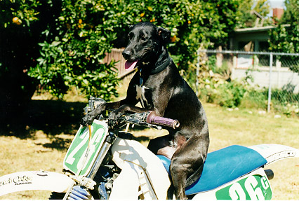 MX Dog